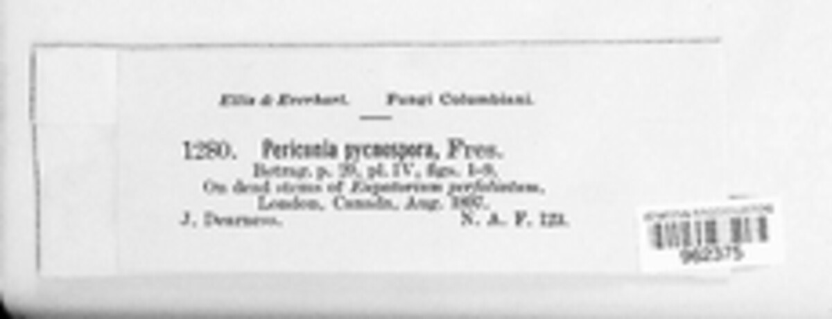 Periconia image